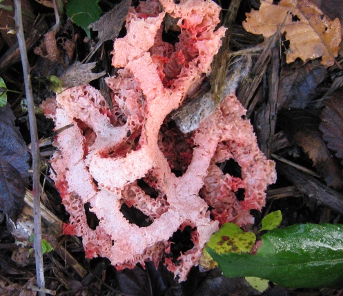 Clathrus ruber?